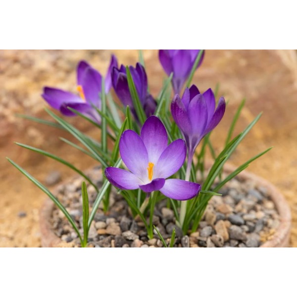 Flower bulb set for bees red 50 pcs.