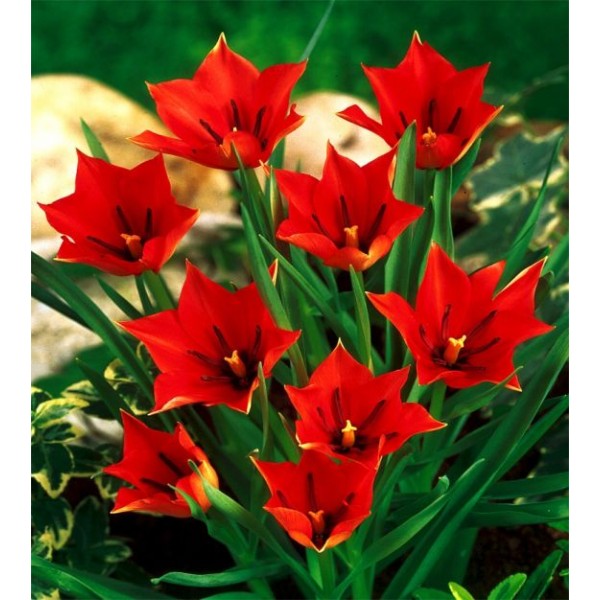 Flower bulb set for bees red 50 pcs.