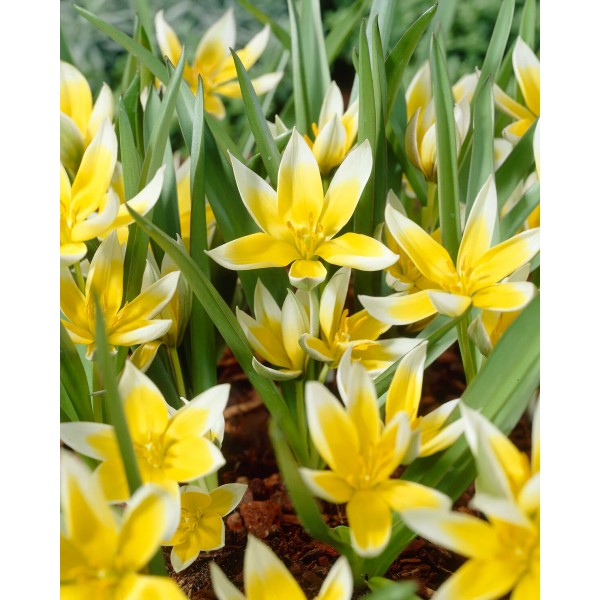 Flower bulb set for bees red 50 pcs.