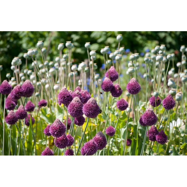 Flower bulb set for butterflies purple 50pcs.