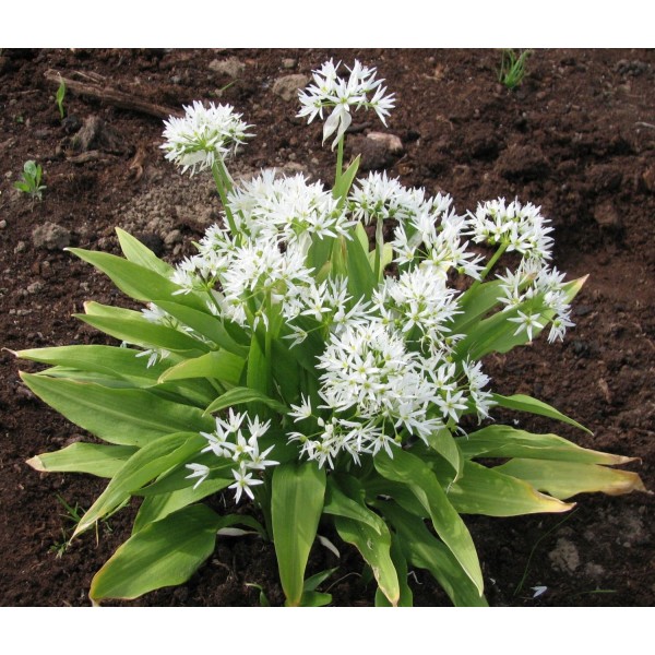 Flower bulb set for butterflies purple 50pcs.