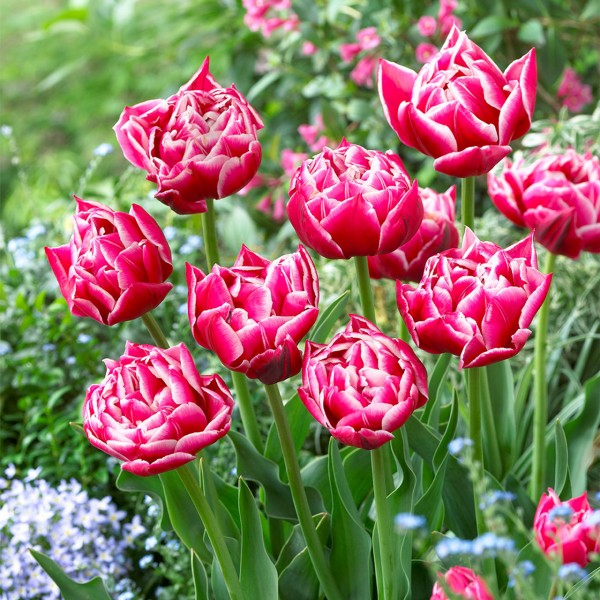 Flower bulb set for pots and terraces blue 25 pcs.