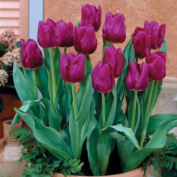 Flower bulb set for pots and terraces orange 25 pcs.