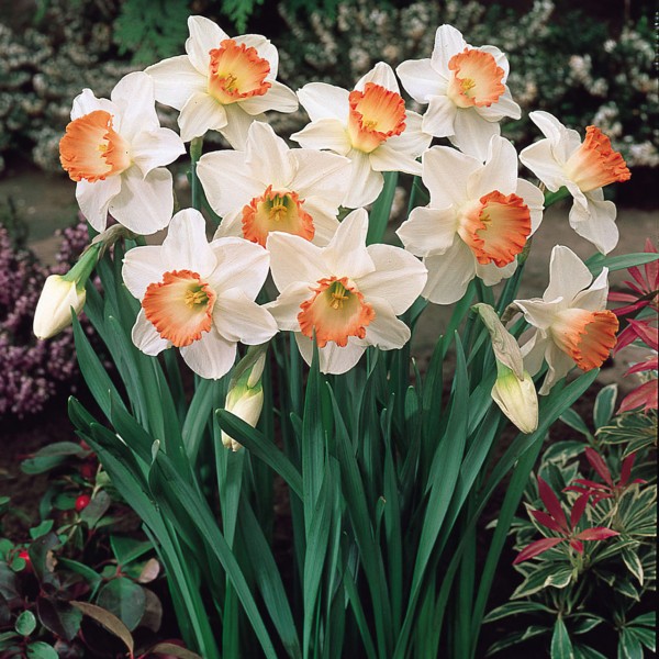 Flower bulb set for pots and terraces orange 25 pcs.