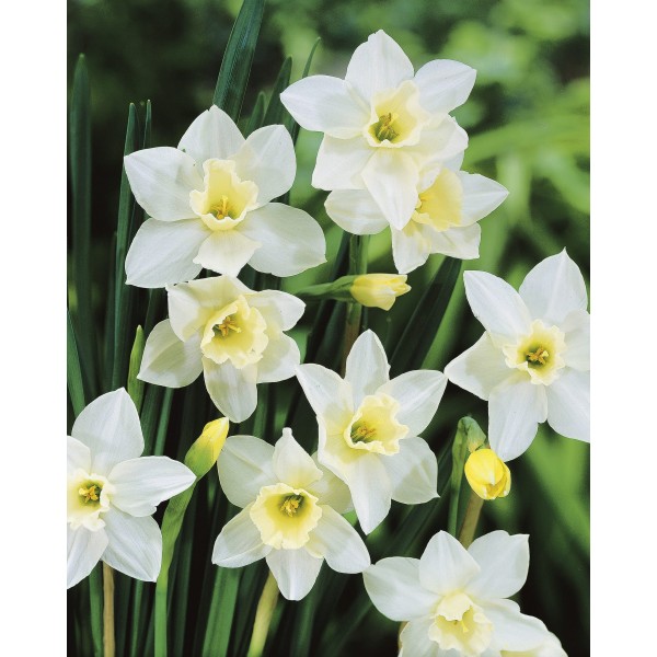 Flower bulb set for pots and terraces red 25 pcs.