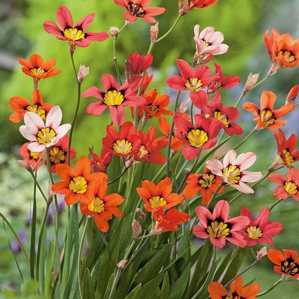 Flower bulb set for pots and terraces red 25 pcs.
