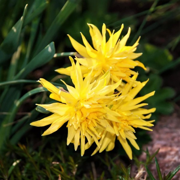 Flower bulb set for pots and terraces yellow 25 pcs.