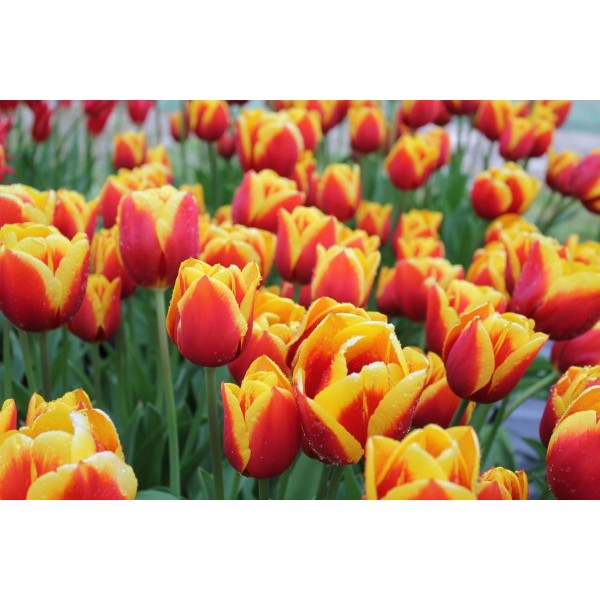 Flower bulb set for pots and terraces yellow 25 pcs.