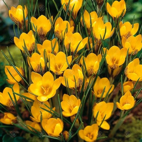 Flower bulb set for pots and terraces yellow 25 pcs.