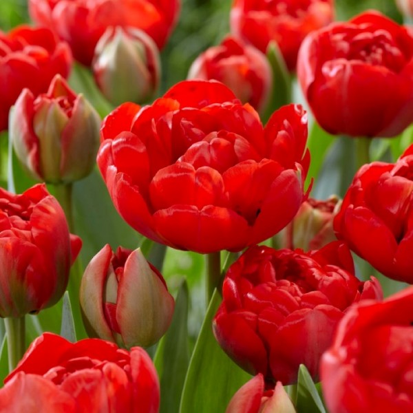 Flower bulb set blue/red 50 pcs.