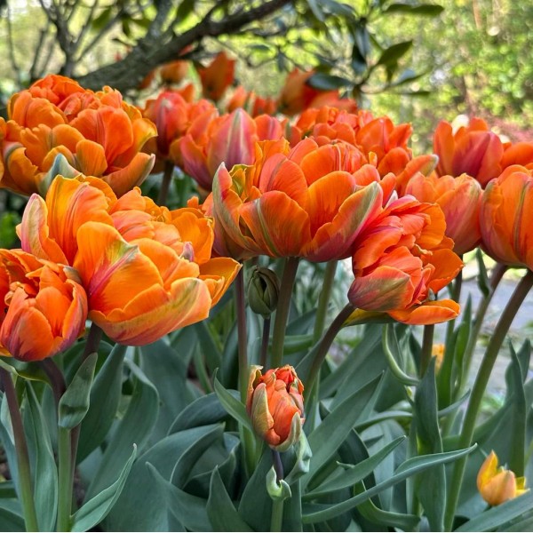Flower bulb set orange/black 50 pcs.