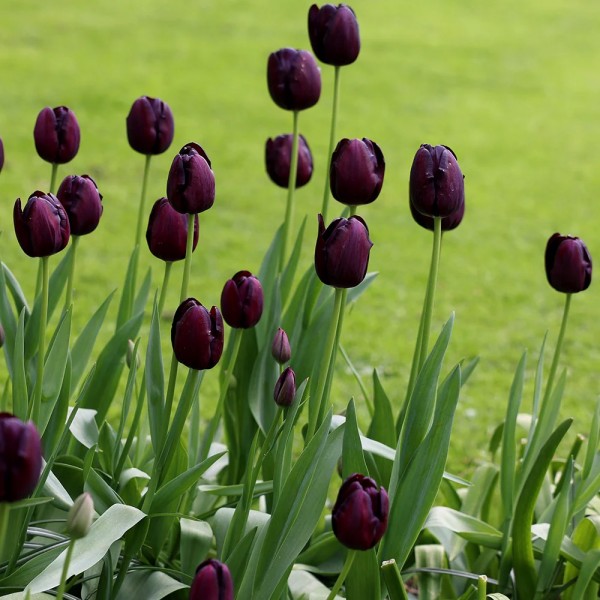 Flower bulb set orange/black 50 pcs.