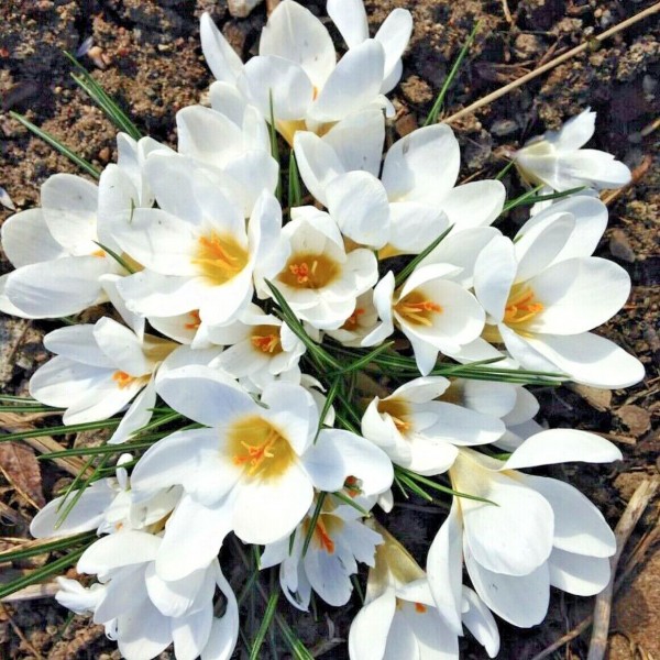 Gėlių svogūnėlių rinkinys oranzinis/juodas 50 vnt.