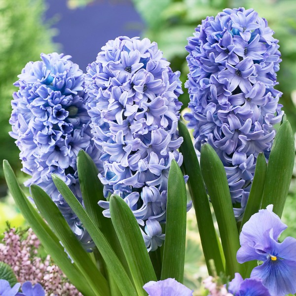 Flower bulb set blue/pink 50 pcs.