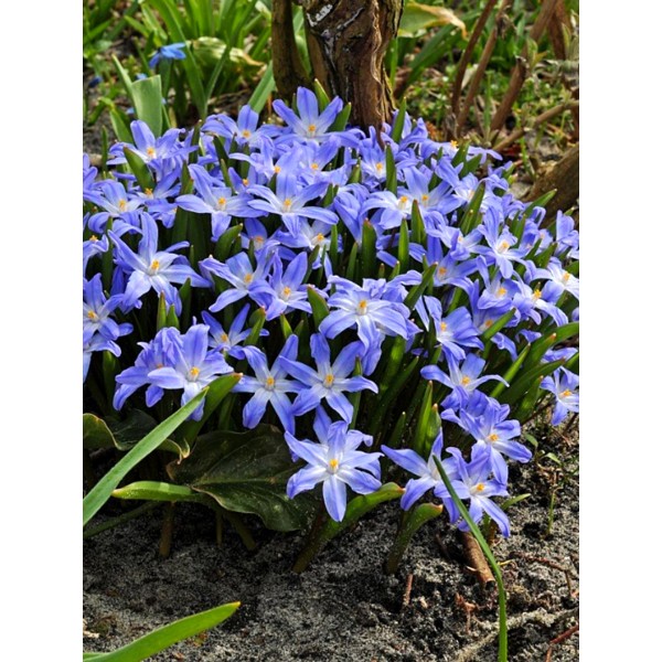 Flower bulb set blue/pink 50 pcs.