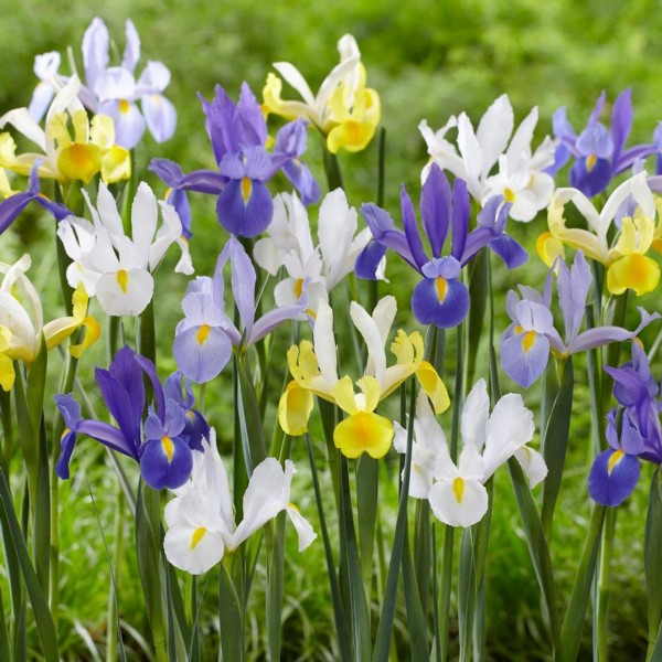 Flower bulb set yellow/purple 50 pcs.