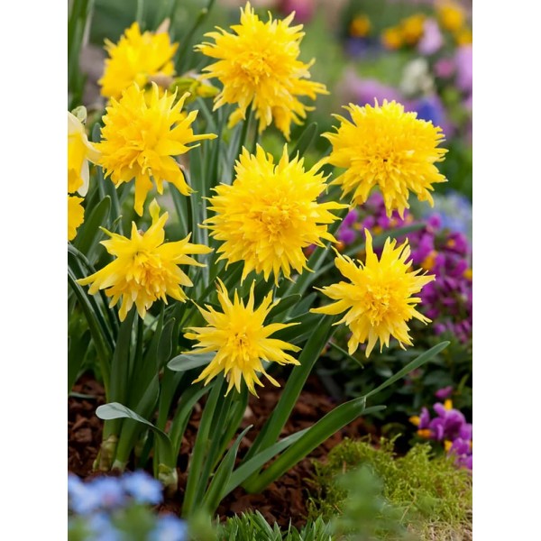Flower bulb set yellow/purple 50 pcs.