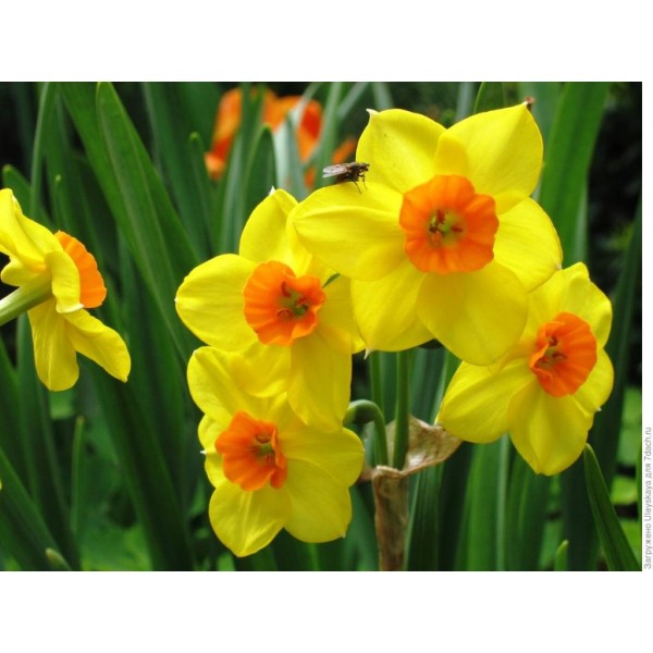 Flower bulb set red/yellow 50 pcs.