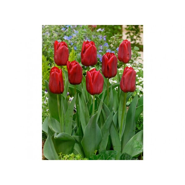 Flower bulb set red/yellow 50 pcs.