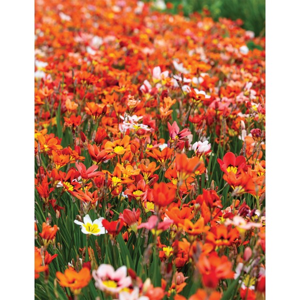 Flower bulb set red/yellow 50 pcs.