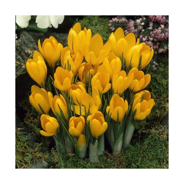 Flower bulb set orange/red/white XL 100 pcs.