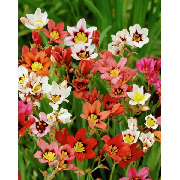 Flower bulb set orange/red/white XL 100 pcs.