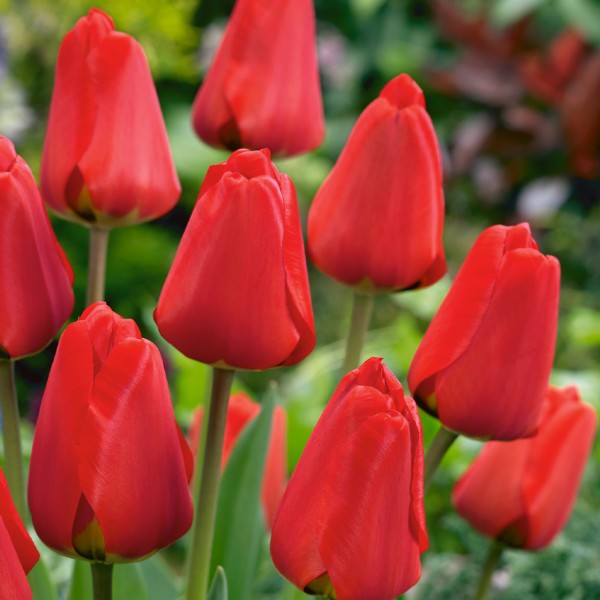Flower bulb set orange/red/white XL 100 pcs.