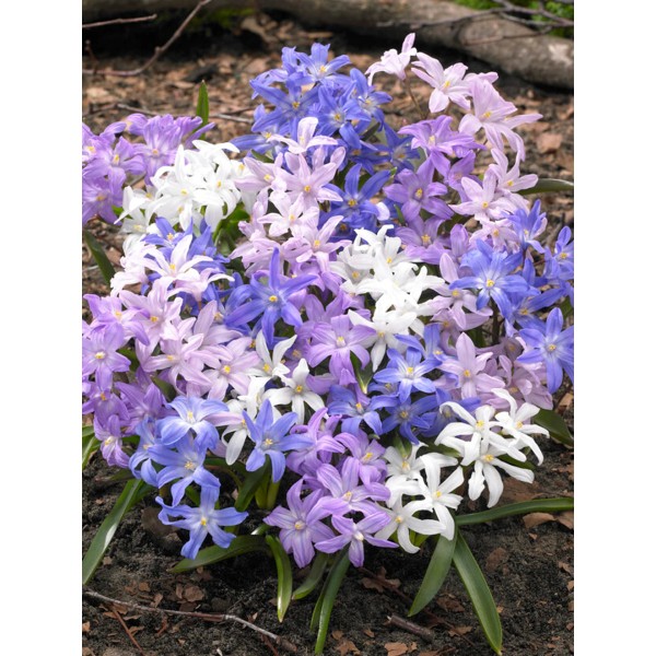 Flower bulb set red/white/blue XL 100 pcs.