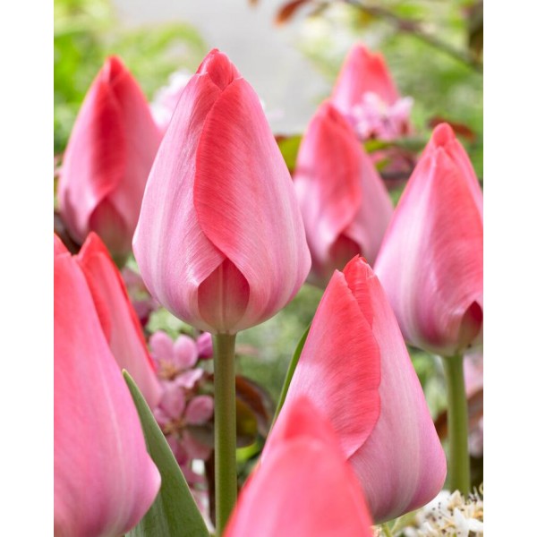 Flower bulb set red/white/blue XL 100 pcs.