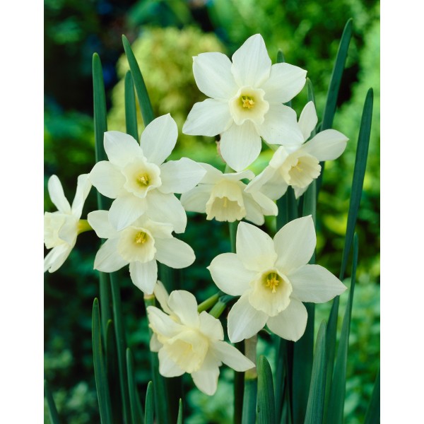 Flower bulb set red/white/blue XL 100 pcs.