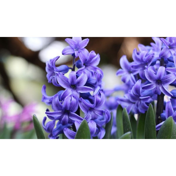 Flower bulb set royal 20 pcs.