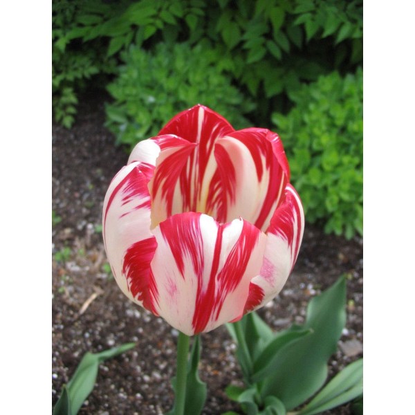 Flower bulb set royal 20 pcs.