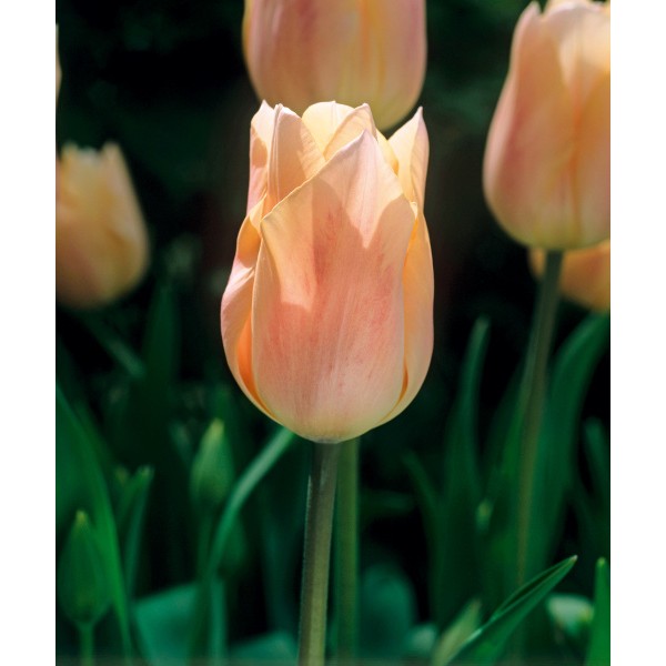 Flower bulb set GENTLE 20 pcs.