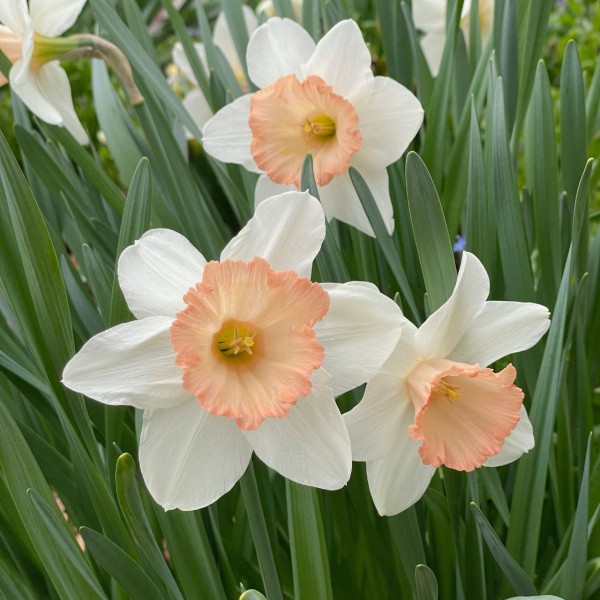Flower bulb set delicacy 20 pcs.