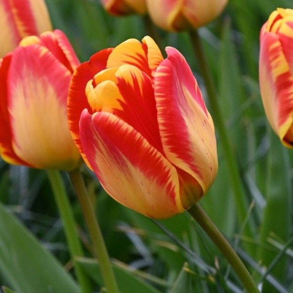 Flower bulb set brightness 20 sv.