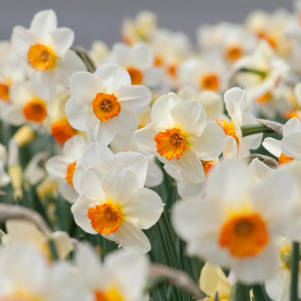 Flower bulb set brightness 20 sv.