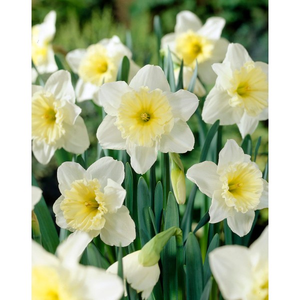 Flower bulb set courage 20 pcs.