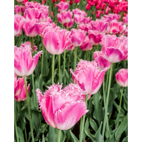Flower bulb set courage 20 pcs.