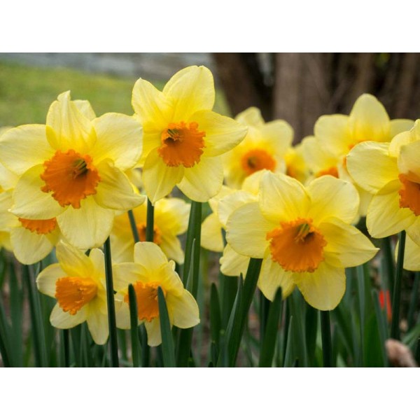 Flower bulb set success 20 pcs.
