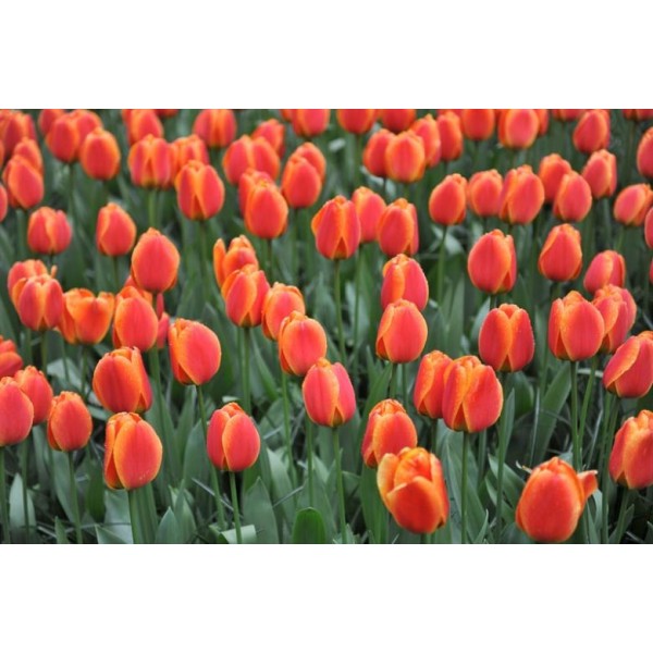 Flower bulb set success 20 pcs.
