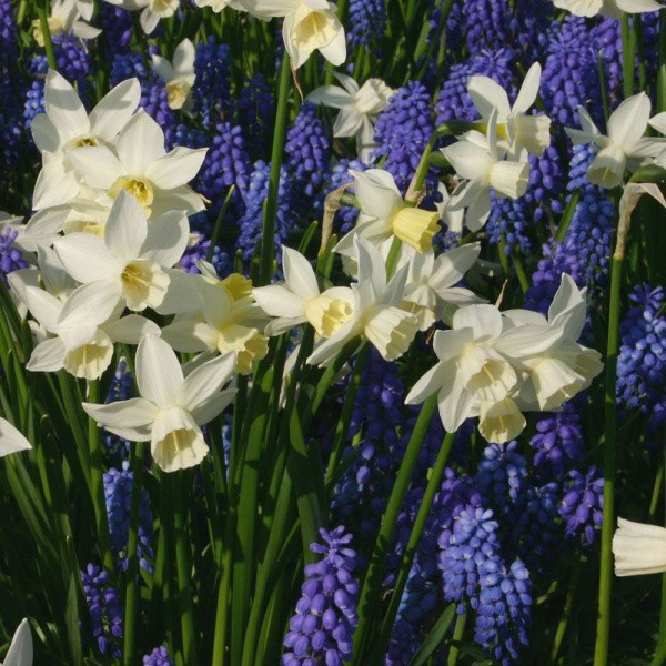 Flower bulb set gallant 20 pcs.