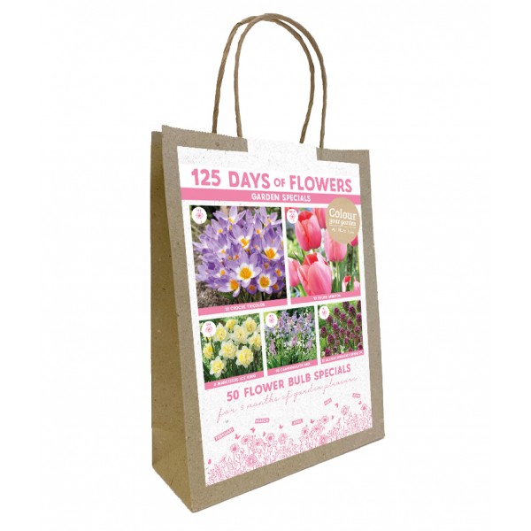 Flower bulb set purple/pink 50 pcs.