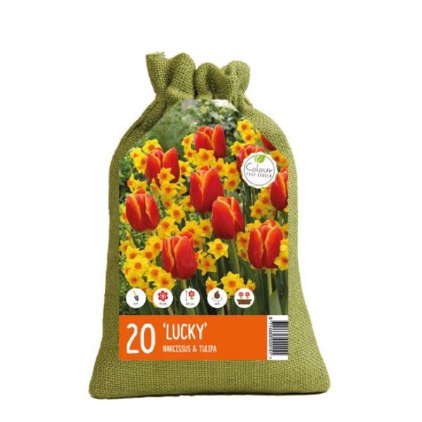 Kukkasipulien menestyspaketti, 20 kpl.