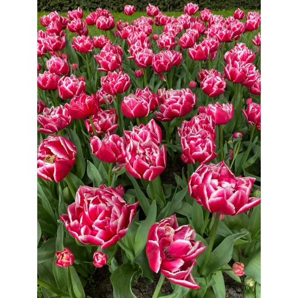 Tulip COLUMBUS 5 psc.