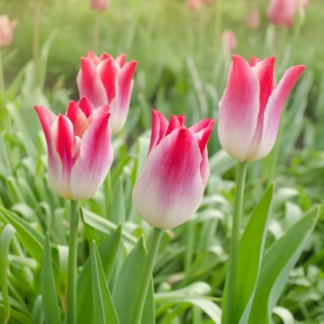 Tulip Whispering Dream