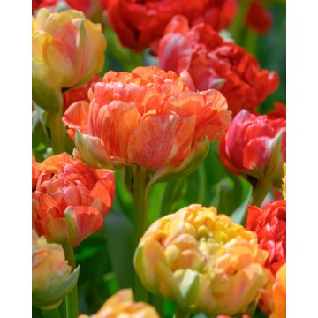 Tulips GUDOSNIK DOUBLE 5 psc.