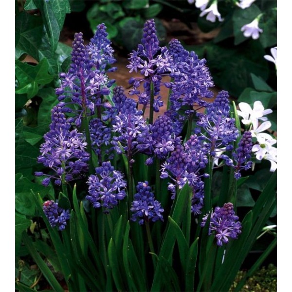 Flower bulb set ROYALTY 20 pcs.