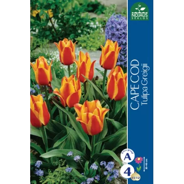 Tulip Cape Cod