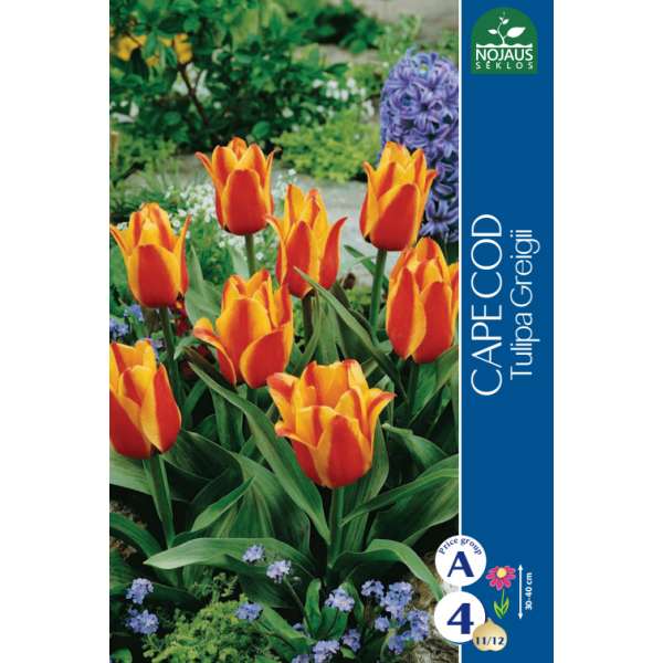 Tulip Cape Cod