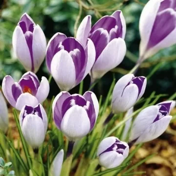 Crocus Vanguard